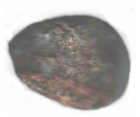 Horneblende