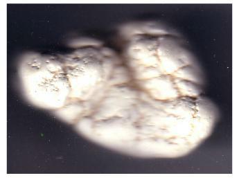 Magnesite