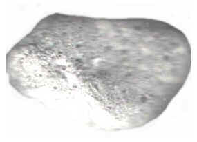 Pumice