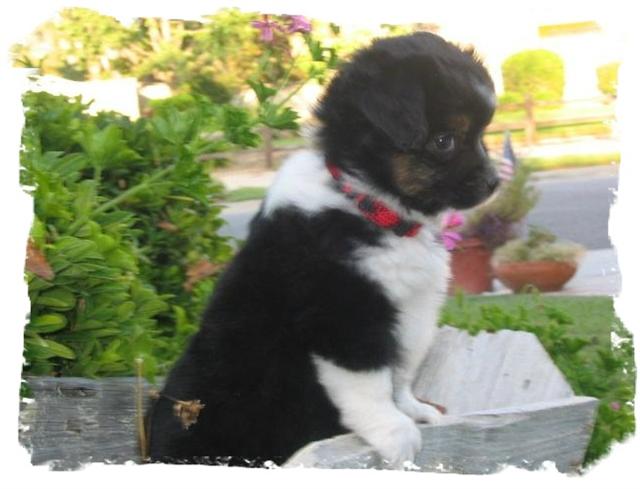 Blaze and Quinn Pup!