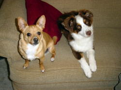 Skye and Ledoux Pup!