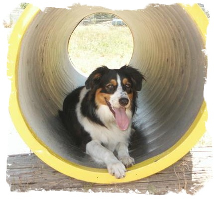 Ledoux and Skye Pup!