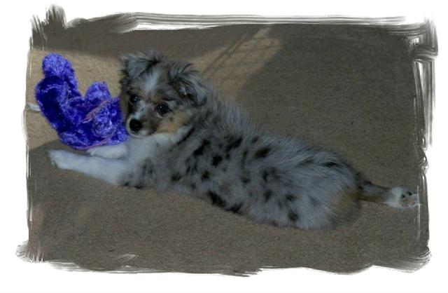 Angel and Jacks Pup!