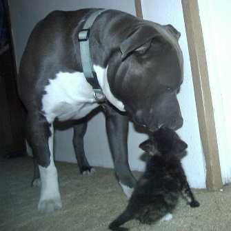 Jak and kitten