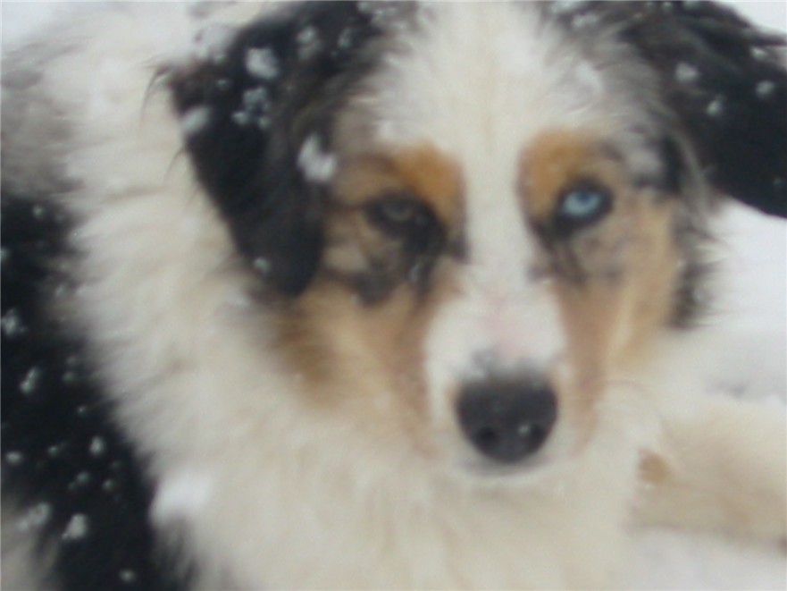 Ledoux and Skye Pup!