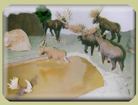Wildlife