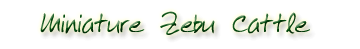 Miniature Zebu Cattle