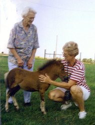 pettingfoal.jpg (12781 bytes)