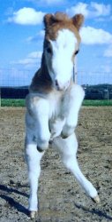 rearingfoal.jpg (10476 bytes)