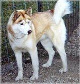 sasha.jpg (9791 bytes)