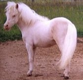 whitey.jpg (7922 bytes)