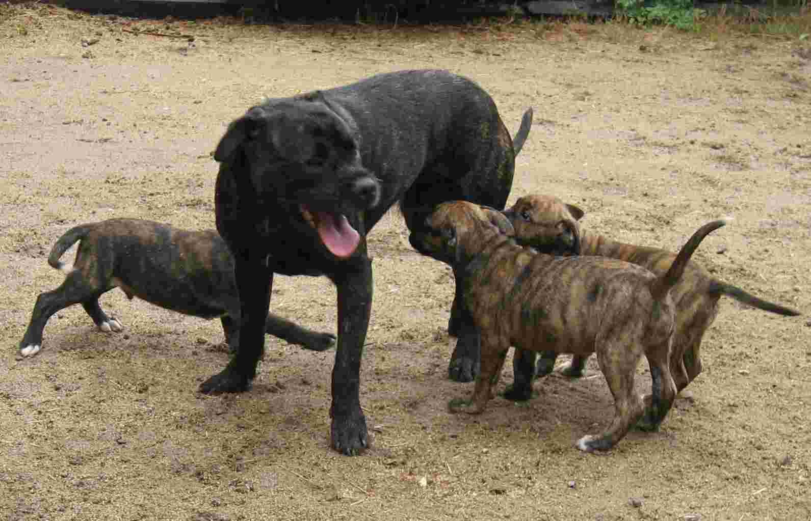 Bob with pups