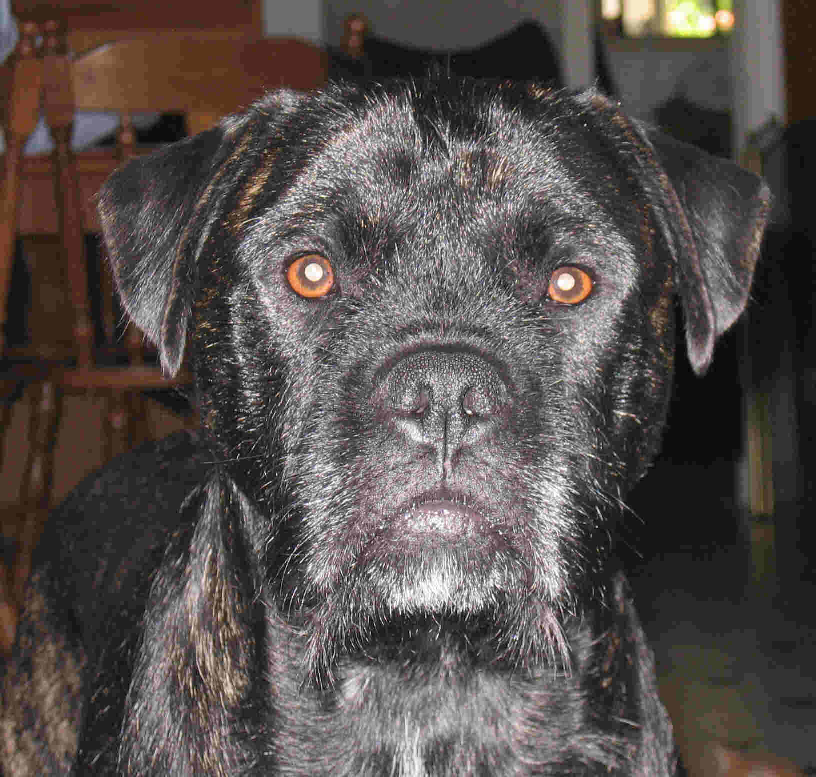 Male head "Bob the Dog"