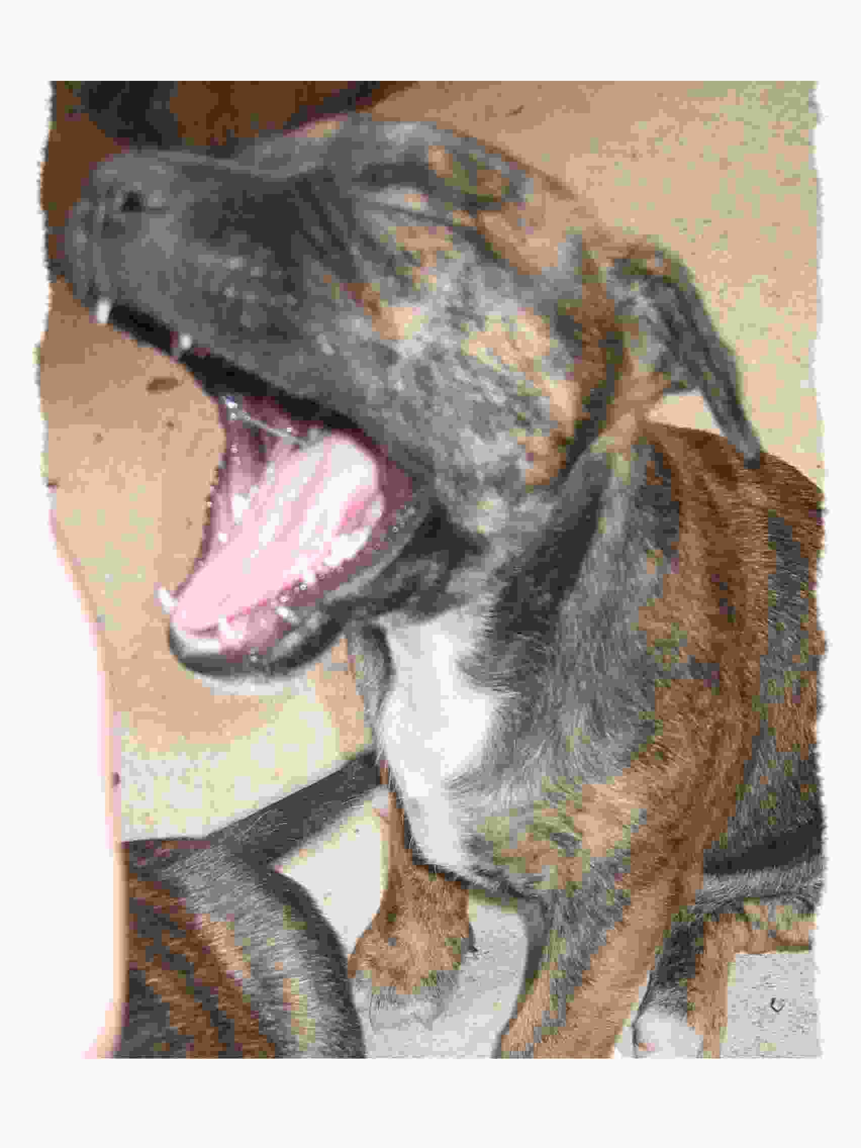 Pup Mouth