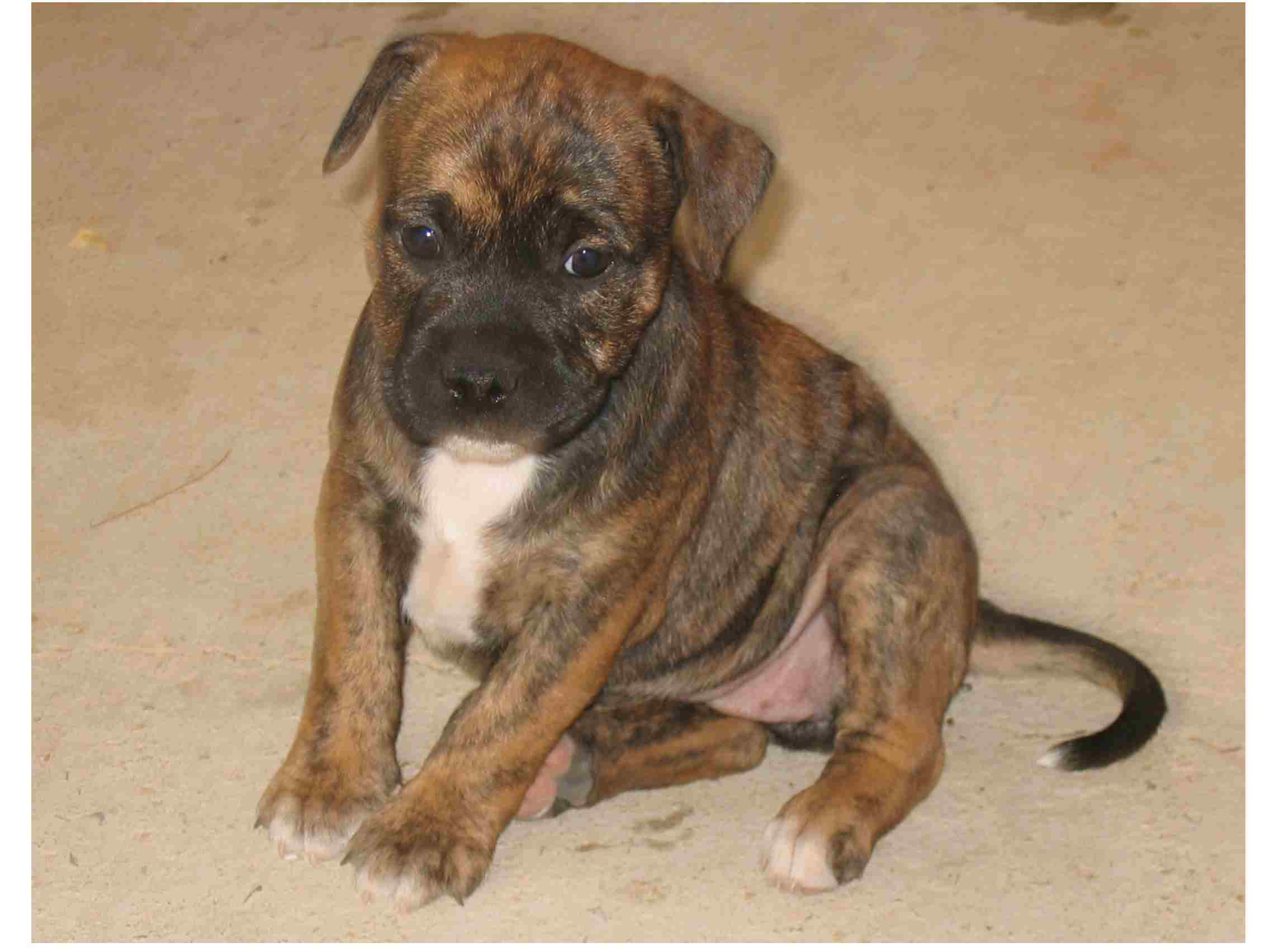 mini pigdog puppy