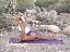 Denise Austin 11