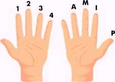 Mãos