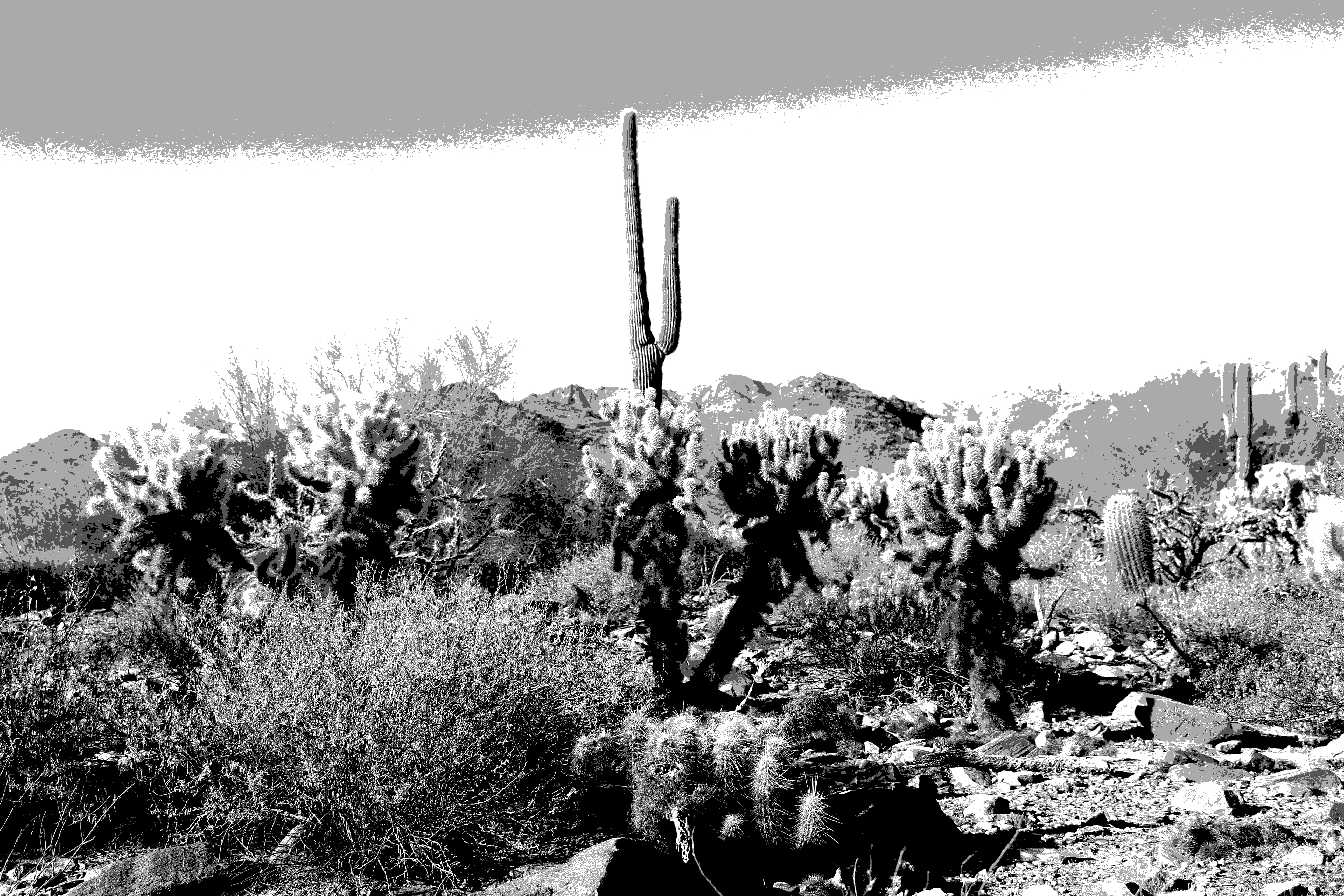 What? It's a cactus