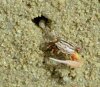 kheehuahung-hermitcrab-th.jpg