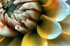 robinrmitchell-chrysanthemum.jpg