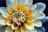 robinrmitchell-chrysanthemum2.jpg