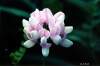 robinrmitchell-crowned-vetch-closeup.jpg