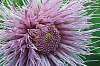 robinrmitchell-thistleflower-closeup.jpg