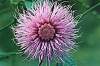 robinrmitchell-thistleflower.jpg
