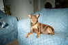 Hershey