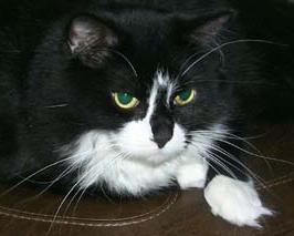 Jasper