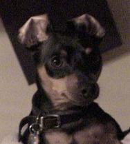Doreene