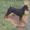 Prizm