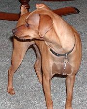 Sam