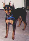 Teko