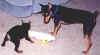 Teko & Tess