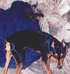 Teko & Tess