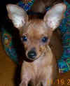 Twiggie