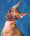 Wanda