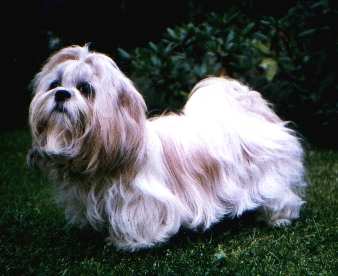 FIN Ch Mintzun Cinnamon-Rose