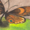 borboleta, 18x24cm, 17Kb
