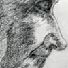 Av�, 28x20cm, 37Kb