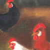 galinhas, 30x21cm, 22Kb