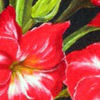 Amarilis, 24x39cm, 49Kb