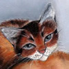 Three cats, 30x42cm, 44Kb