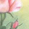 rosa, 21x30cm, 15Kb