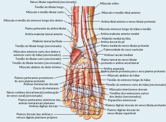 LIGAMENTO MUSCULAR ligamento muscular: