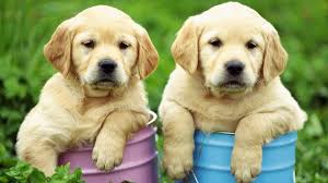 Son muy tiernos