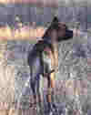 Alano006.jpg (22935 bytes)
