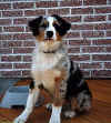 AustralianShepher003.jpg (23335 bytes)
