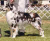 AustralianShepherd001.jpg (19589 bytes)